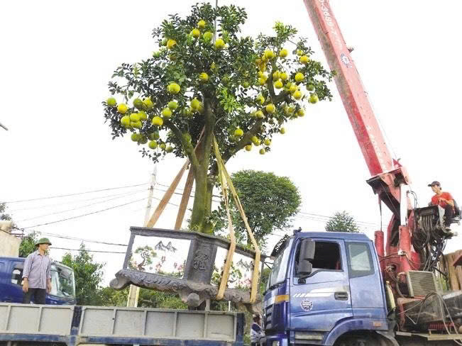 Dịch vụ cẩu cây cảnh Bình Dương